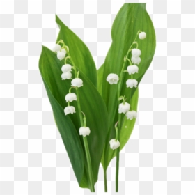 #lillies #lilyofthevalley #flower #floral #nature #natural - Lily Of The Valley, HD Png Download - lillies png