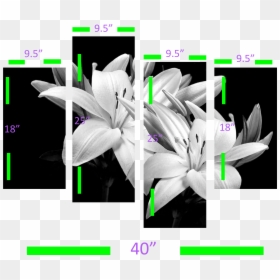 Lily Flower Image Hd, HD Png Download - lillies png