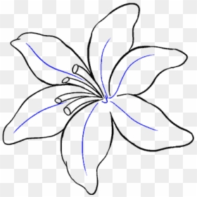 How To Draw Lily - Lily Flower Drawing Easy, HD Png Download - lillies png