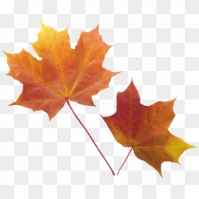 Transparent Background Autumn Leaf Png, Png Download - fall leaf png