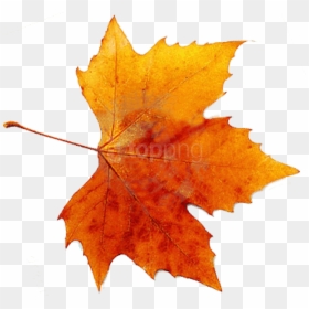 Fall Leaf, HD Png Download - fall leaf png