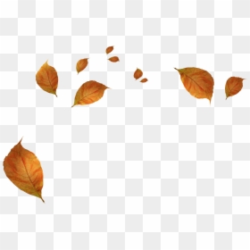 Hojas De Otoño Png, Transparent Png - fall leaf png