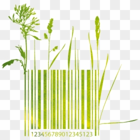 Grass, HD Png Download - footprint png