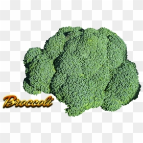Broccoli, HD Png Download - broccoli png