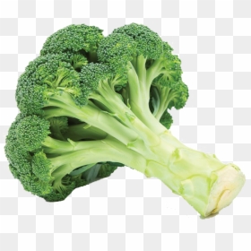 Fresh Broccoli, HD Png Download - broccoli png