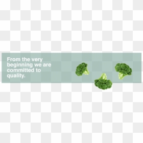 Broccoli, HD Png Download - broccoli png