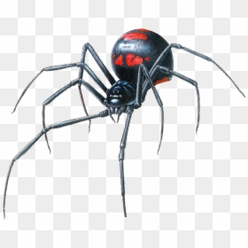 Drawing Black Widow Spider, HD Png Download - spiderweb png