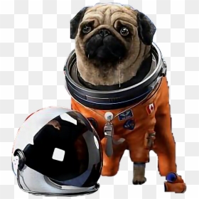 Pug In Space Suit, HD Png Download - space helmet png