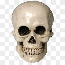 Skull Public Domain, HD Png Download - scary png