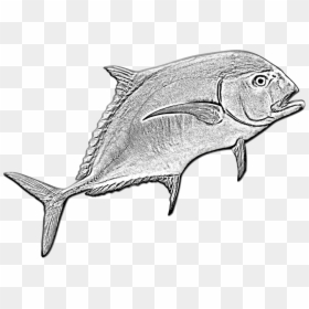 Transparent Ocean Fish Png - Bony-fish, Png Download - fishing png