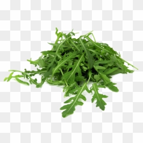 Arugula Philippines, HD Png Download - green png