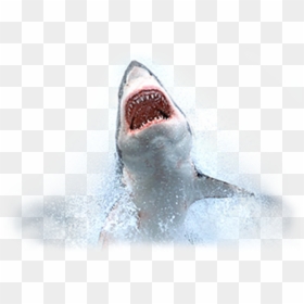 Click Gfaa Logos To Access Required Information On - Shark Week, HD Png Download - fishing png