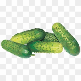 Огурцы Пнг, HD Png Download - cucumber png