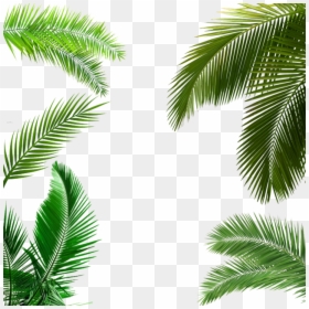 Palm Tree Leaf Png, Transparent Png - palm leaves png