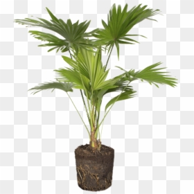 Houseplant, HD Png Download - palm leaves png