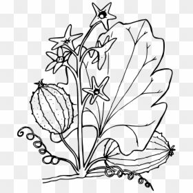 Cucumber Plant Clipart Black And White, HD Png Download - cucumber png