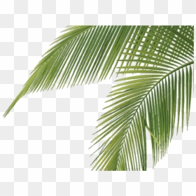 Transparent Background Palm Trees, HD Png Download - palm leaves png
