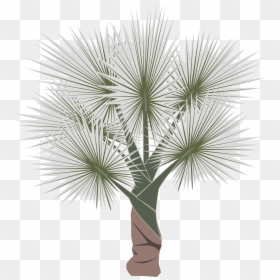 Sabal Minor, HD Png Download - palm leaves png