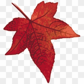 Maple Leaf Clip Art, HD Png Download - palm leaves png
