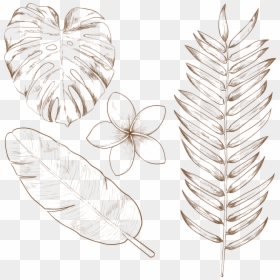 Hand Drawn Tropical Leaves, HD Png Download - tropical leaves png