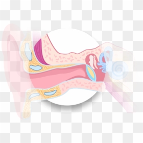 Illustration, HD Png Download - ear png