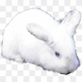 #bunny #whitebunny #blue #blueeyes #rabbit - Snowshoe Hare, HD Png Download - white bunny png