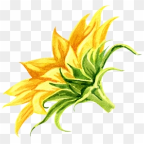 Illustration, HD Png Download - sunflower drawing png