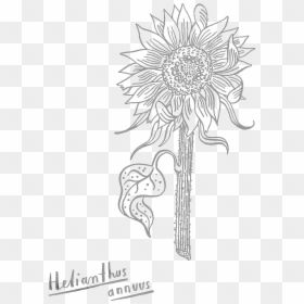 Sketch, HD Png Download - sunflower drawing png