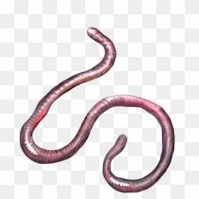 Earthworm - Portable Network Graphics, HD Png Download - earthworm jim png