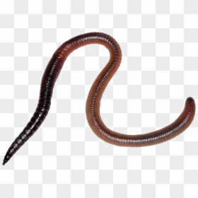Earthworm - Worm Png, Transparent Png - earthworm jim png
