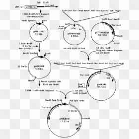 Diagram, HD Png Download - dna vector png