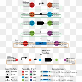 Parts Of The Promoter, HD Png Download - dna vector png