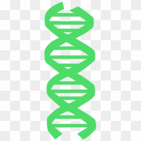 Stavba Dna, HD Png Download - dna vector png