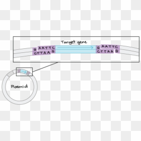 Diagram, HD Png Download - dna vector png