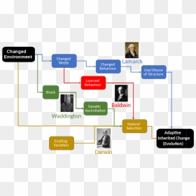 Lamarckism Theory Of Evolution, HD Png Download - evolution of man png