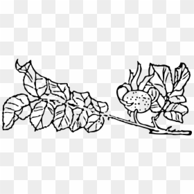 Rose Hip,rose Haw,rose Hep,rose Leaves,rosebush,rose - Outline Pictures Of Creepers Plant, HD Png Download - rose leaves png