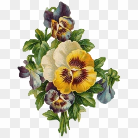 Transparent Leaves Png - Vintage Pansy Flowers Clipart, Png Download - rose leaves png