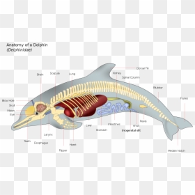 Dolphin Features, HD Png Download - dolphin vector png