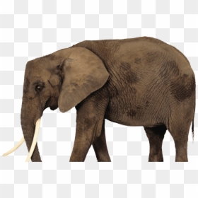 African Elephant Png, Transparent Png - africa transparent png