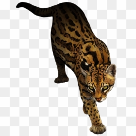Ocelot Marbled Cat Animal Rottweiler - Ocelot Transparent Background, HD Png Download - ocelot png