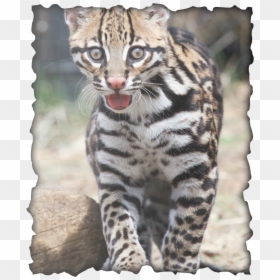 Picture - Ocelot, HD Png Download - ocelot png