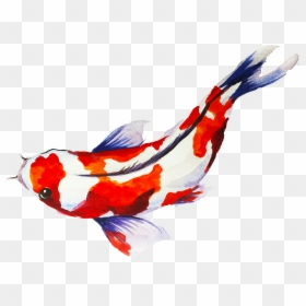 Red Koi Fish - Transparent Koi Fish Png, Png Download - red fish png
