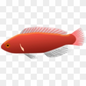 Cirrhilabrus Jordani Svg Clip Arts - Long Fish Clip Art, HD Png Download - red fish png