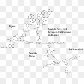 Ferulic Acid Cross Link, HD Png Download - cell wall png