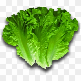 Lettuce , Png Download - Lettuce Png, Transparent Png - romaine lettuce png