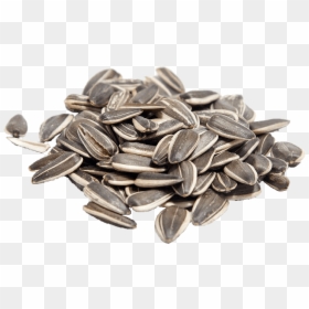 Sunflower Seeds Png - Roasted Sunflower Seeds, Transparent Png - sunflower seed png