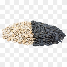 Benefits Of Sunflower Seeds, HD Png Download - sunflower seed png
