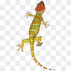 Geckos Background Png - Transparent Background Gecko Png, Png Download - notebook page png