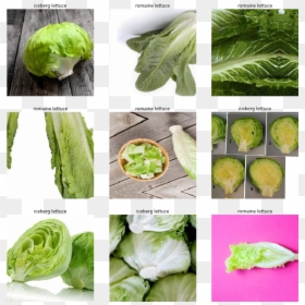 Cruciferous Vegetables, HD Png Download - romaine lettuce png