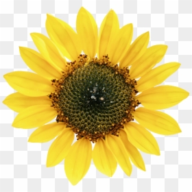 Common Sunflower Petal Sunflower Seed - Types Of Oil Crops, HD Png Download - sunflower seed png